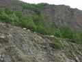 Dall sheep poke around the rocks along the Seward Highway