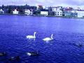 Ducks on the Tjornin